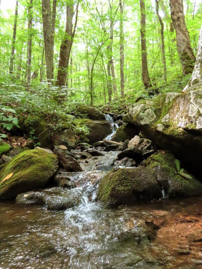 Treetops Cabin Easy To Asheville With Fast Wifi And Great View Swiss Zewnętrze zdjęcie